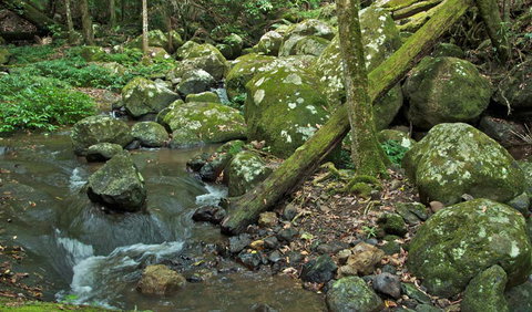 Booyong Walking Track - Accommodation ACT 2