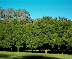 Medowie Macadamias - Accommodation ACT 6