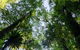 Botanic Walk - thumb 0