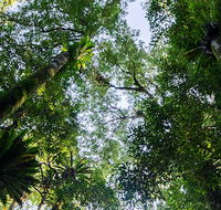 Botanic walk - Accommodation ACT