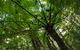 Botanic Walk - thumb 2