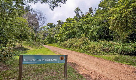 Antarctic Beech Picnic Area - Accommodation ACT 0