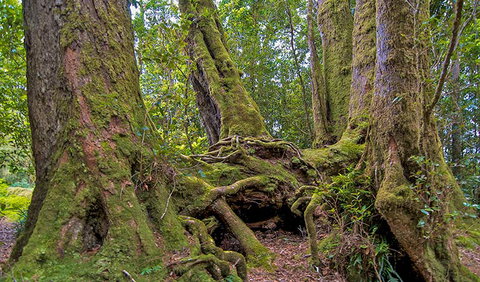 Antarctic Beech Picnic Area - Accommodation ACT 3