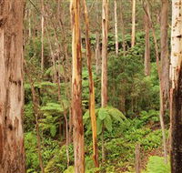Cycle Mogo State Forest - Accommodation ACT