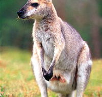 Venman Bushland National Park - Accommodation ACT