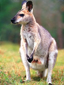 Venman Bushland National Park - Accommodation ACT 0