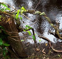 Mogo Bushwalk - Accommodation ACT