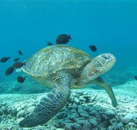 Flinders Reef Dive Site - Accommodation ACT
