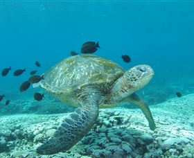 Flinders Reef Dive Site - Accommodation ACT 0