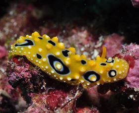 Flinders Reef Dive Site - Accommodation ACT 1