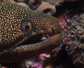 Flinders Reef Dive Site - Accommodation ACT 3