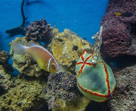 Irukandji Shark And Ray Encounters - Accommodation ACT 6