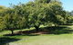 The Avocado Farm - thumb 1