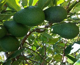 The Avocado Farm - Accommodation ACT 6