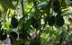 The Avocado Farm - thumb 5