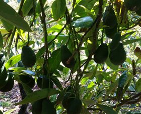 The Avocado Farm - Accommodation ACT 5