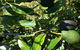 The Avocado Farm - thumb 8