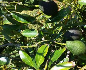 The Avocado Farm - Accommodation ACT 8