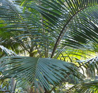 Bangalore Falls walking track - Accommodation ACT