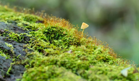 Brimbin Nature Reserve - Accommodation ACT 2