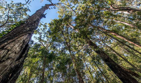 Brimbin Nature Reserve - Accommodation ACT 3