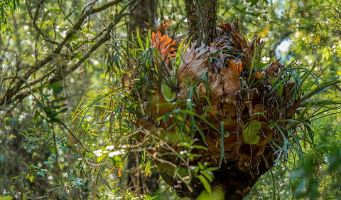 Brimbin Picnic Area - Accommodation ACT 3