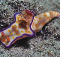 Curtain Artificial Reef Dive Site - Accommodation ACT