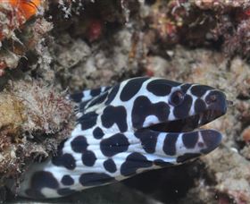 Curtain Artificial Reef Dive Site - Accommodation ACT 2