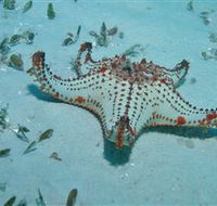 The Pines Dive Site - Accommodation ACT