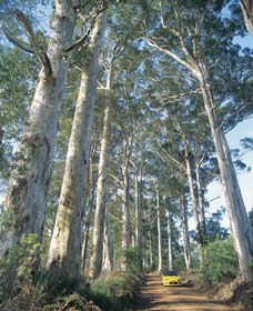 The Great Forest Trees Drive - Accommodation ACT 0