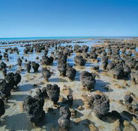 Hamelin Pool Stromatolites - Accommodation ACT