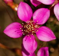 Flora - Accommodation ACT