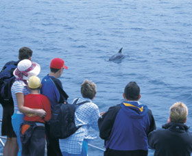 Dolphin Discovery Centre - Accommodation ACT 3