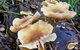 Coramba Nature Reserve - thumb 2