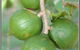 Lorne Valley Macadamia Farm - thumb 2