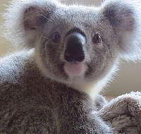 Koala Care Centre in Lismore - Accommodation ACT