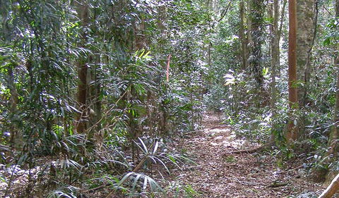 Big Scrub Loop Walking Track - Accommodation ACT 0