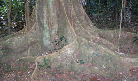 Big Scrub Loop Walking Track - Accommodation ACT 1