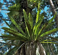 Whian Whian State Conservation Area - Accommodation ACT