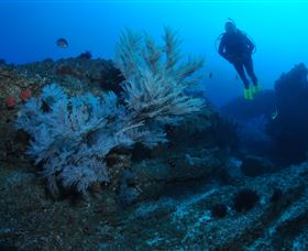Cherubs Cave Dive Site - Accommodation ACT 3