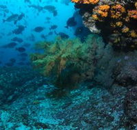 Henderson Rock Dive Site - Accommodation ACT