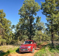 Wallingat Forest drive - Accommodation ACT