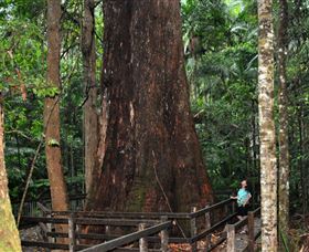 Bird Tree And Benaroon - Accommodation ACT 0