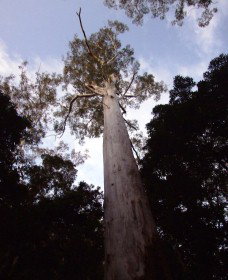 Orara East State Forest - Accommodation ACT 3