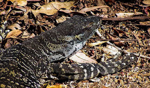 Saltwater National Park - Accommodation ACT 2