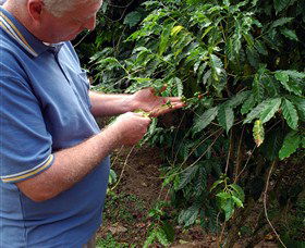 Wombah Coffee Plantation - Accommodation ACT 0