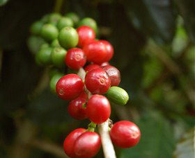 Wombah Coffee Plantation - Accommodation ACT 2