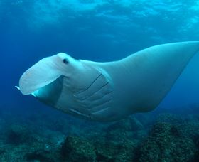 Manta Bommie Dive Site - Accommodation ACT 0