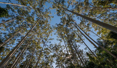 Queens Lake Nature Reserve - Accommodation ACT 2