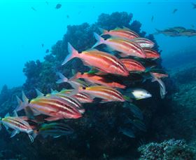 Flat Rock Dive Site - Accommodation ACT 0